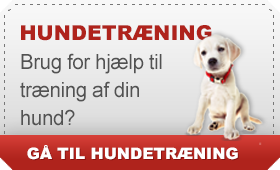 hundetraening